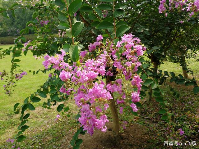 花卉 紫薇花的栽培管理