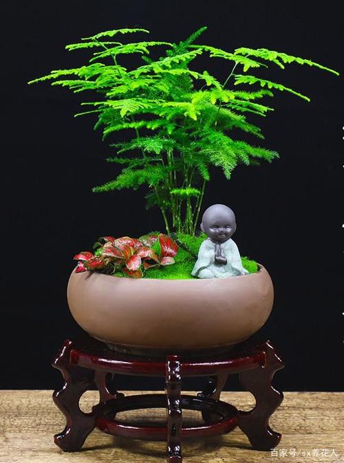 文竹的栽培