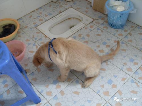 如何进行犬固定地点大小便的训练