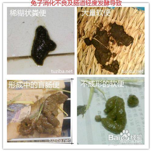 兔子拉肚子不吃东西怎么办