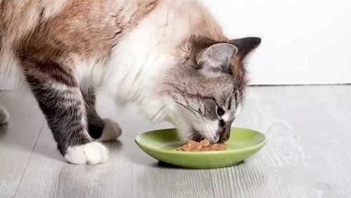 猫崽没精神不吃东西