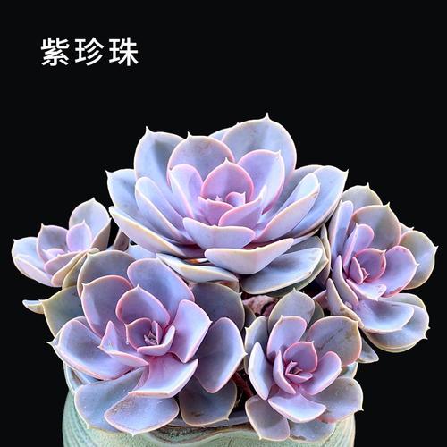 怎么种多肉花的栽培