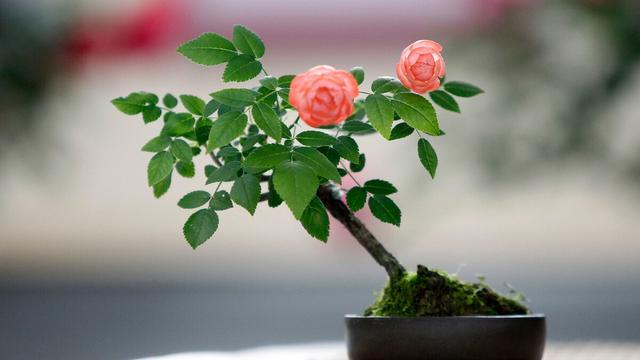 月季花的栽培方法如下