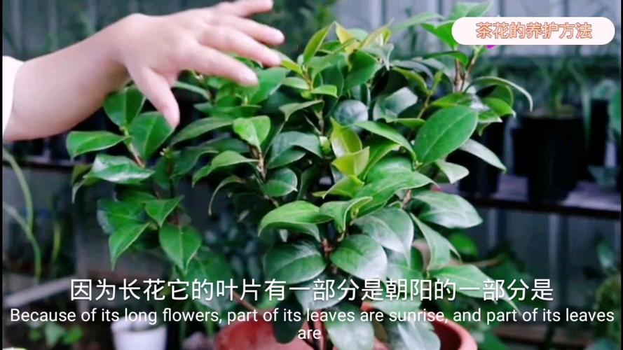 茶花栽培机质
