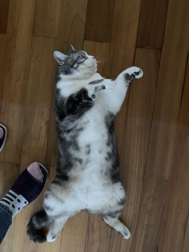训练猫躺下