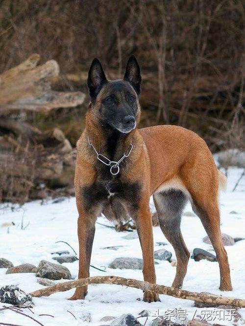 马里努阿犬怎么训练