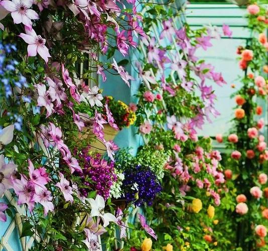 适合露台栽培的花