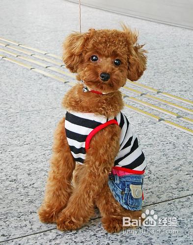 贵宾犬要怎么训练
