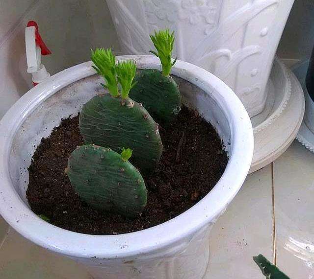 仙人掌水培方法