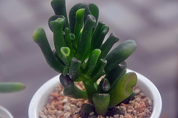 肉肉植物用叶栽培方法