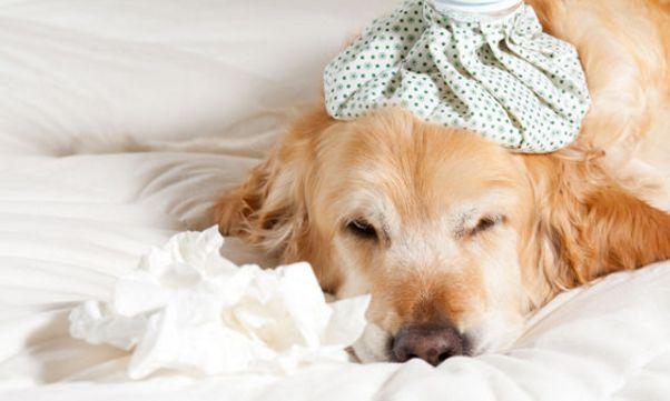 狗犬瘟不吃东西怎么办