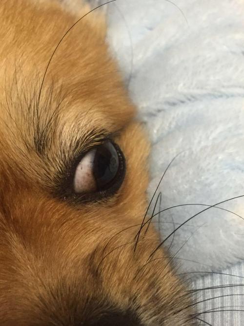 狗眼睛进东西怎么办啊