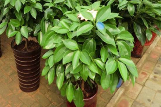 平安树的种植注意事项