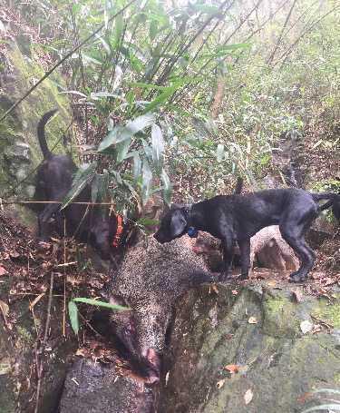 如何训练土狗猎野猪