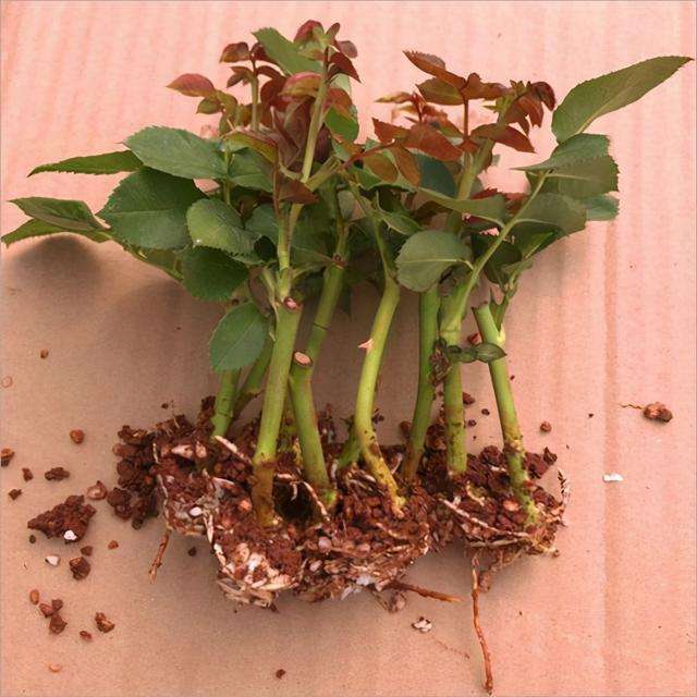 盆栽玫瑰种子怎么种植方法