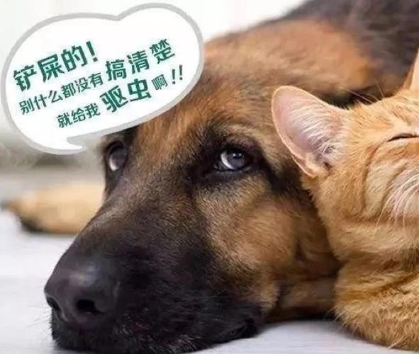 狗狗驱虫过后不吃东西