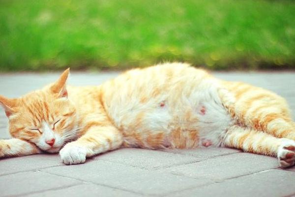 怀孕的猫需要吃什么东西怎么办