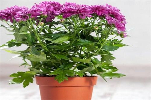 如何栽培代代花卉