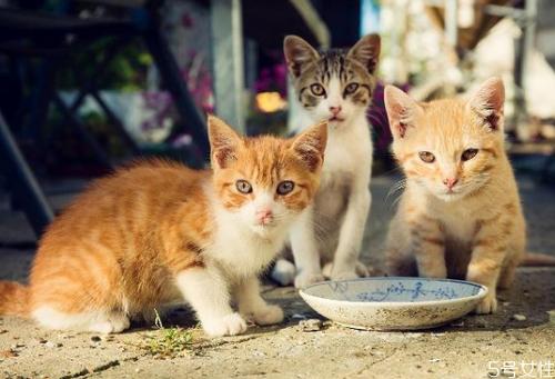 小猫最近一直吃东西怎么办