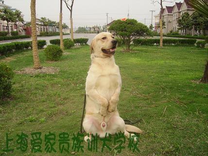 训练犬立的步骤