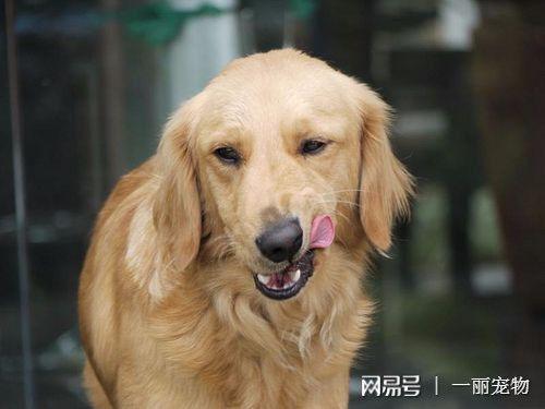怎么训练金毛乱吃东西