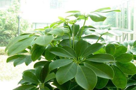 鹅掌花繁殖方法