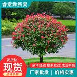公园小区常栽培的花草