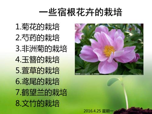 花卉栽培的心德体会