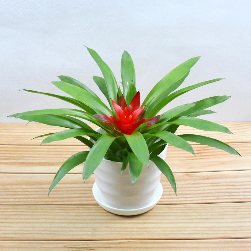 凤梨花盆栽种植方法