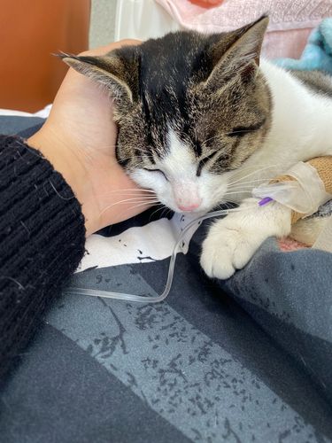 带猫去医院要注意什么东西