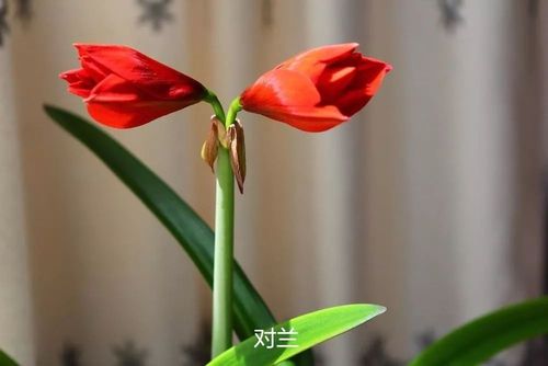 对兰的栽培方法