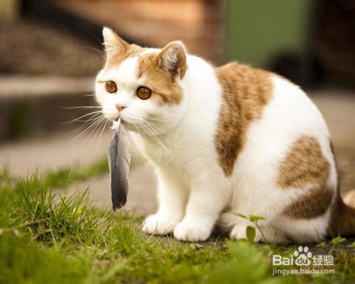 猫爱叼东西怎么办
