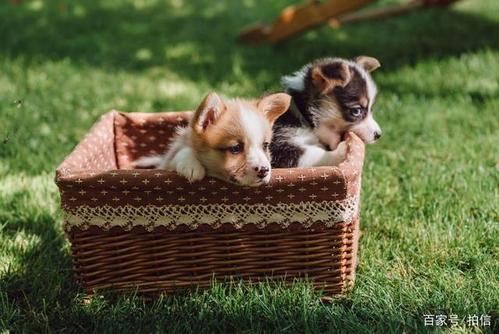 治愈犬训练