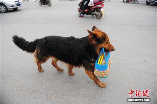 怎么训练狗提篮子