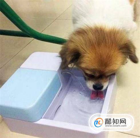 幼犬感冒不吃东西怎么办