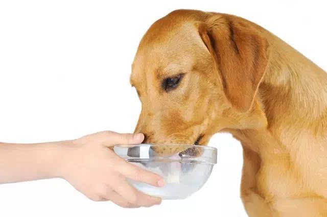 幼犬不吃东西怎么喂养