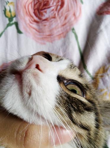 猫咪鼻子发白不吃东西怎么办