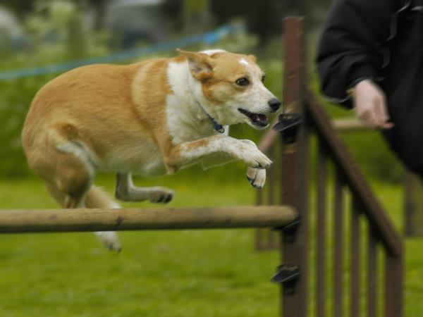 犬最加训练时间