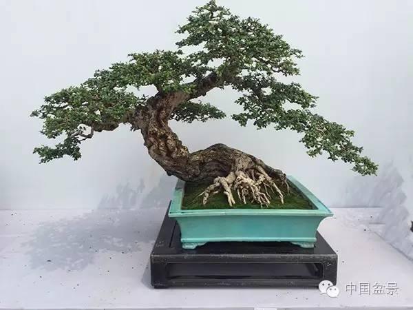 盆栽栽培要诀