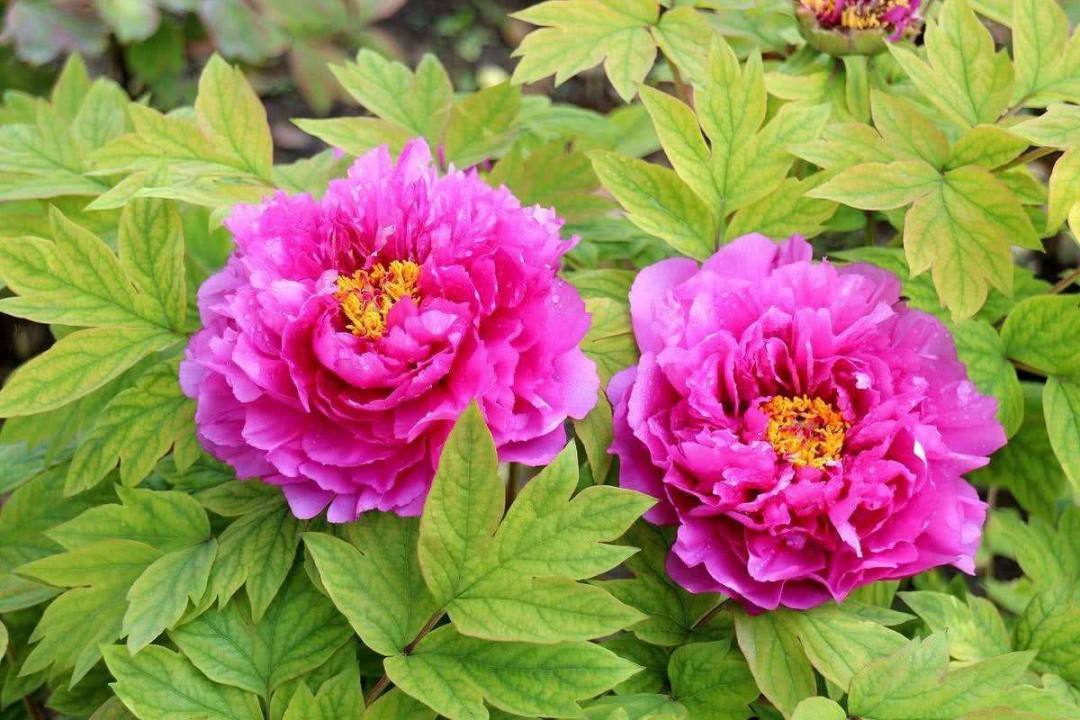 牡丹花的介绍