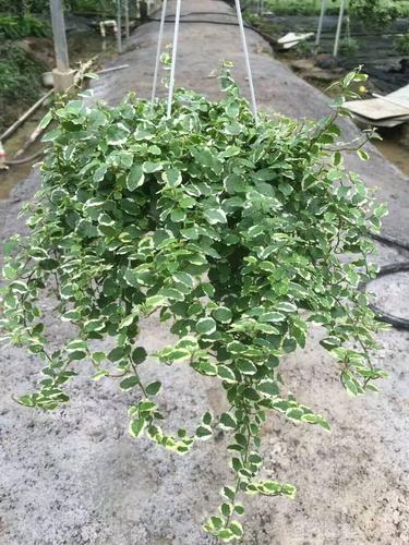 花叶薜荔怎样栽培