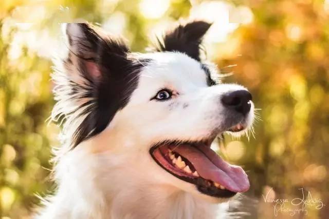 牧羊犬喜欢咬东西怎么办