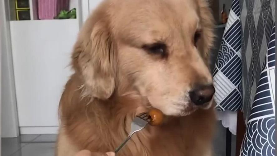 金毛犬哪些东西不能吃什么
