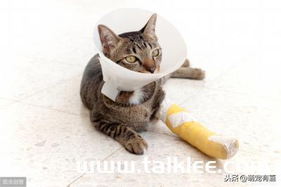 猫膝关节骨折 康复训练