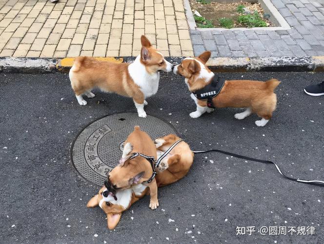 柯基犬二个月怎么训练