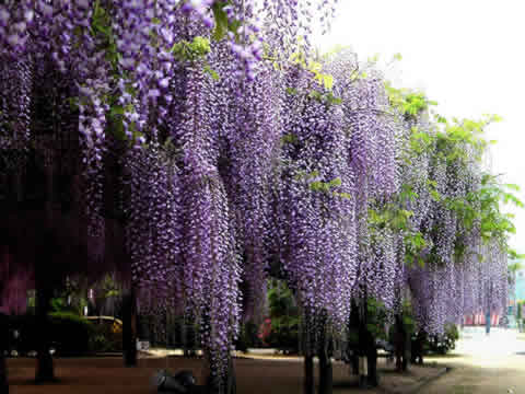 紫藤栽培的几种形式 花木