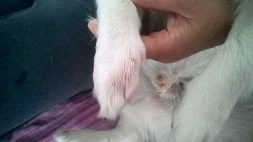 狗狗脚趾长东西怎么回事