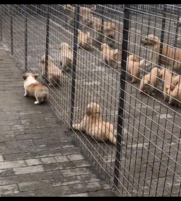笼子训练狗狗出门拉屎