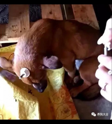 狗狗做完手术不吃东西拉肚子