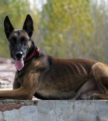 怎样训练马犬幼犬